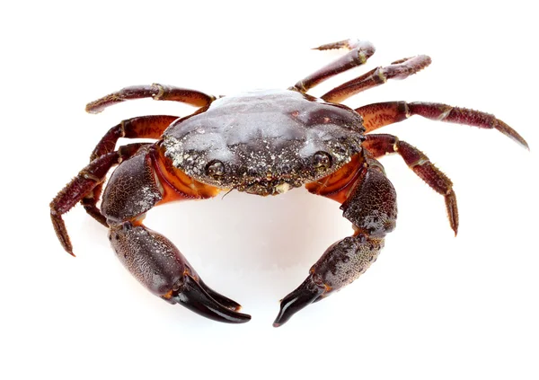 Krabbe isoliert auf weiß — Stockfoto