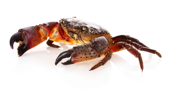 Crab isolated on white — Stock Photo, Image