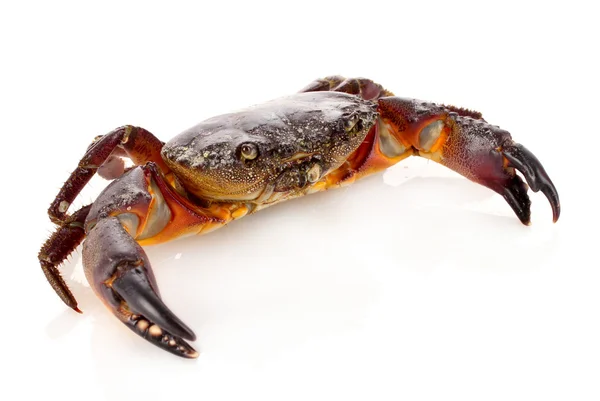 Crab isolated on white — Stock Photo, Image