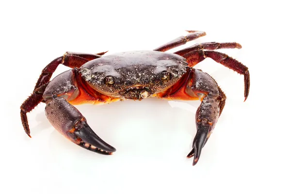 Crabe isolé sur blanc — Photo