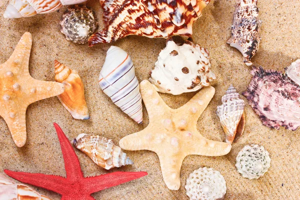 Beautiful shells and starfish on sand — Stock Photo, Image