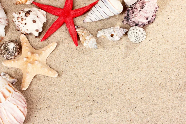 Красиві мушлі і морські зірки на піску — стокове фото