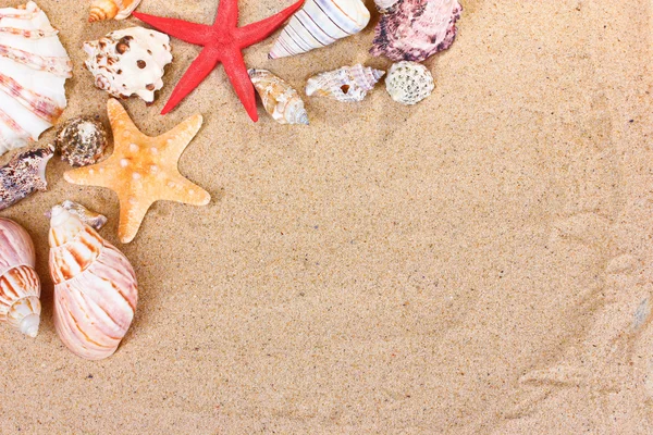 Mooie schelpen en zeester op zand — Stockfoto