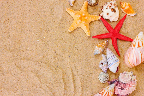 Schöne Muscheln und Seesterne auf Sand — Stockfoto