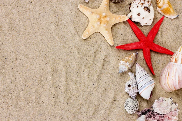 Bellissime conchiglie e stelle marine sulla sabbia — Foto Stock