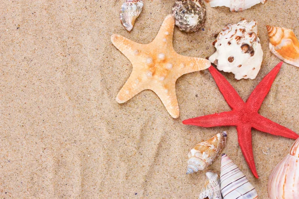 Gyönyörű kagyló és a tengeri homok — Stock Fotó