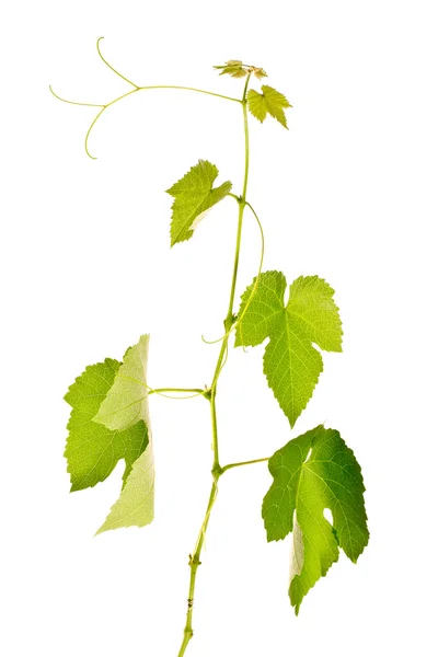 Foglie d'uva isolate su bianco — Foto Stock
