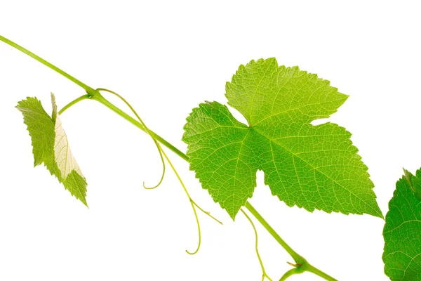 Листя винограду ізольовані на білому — стокове фото