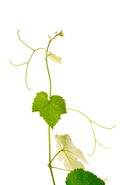 Traubenblätter isoliert auf weiß — Stockfoto