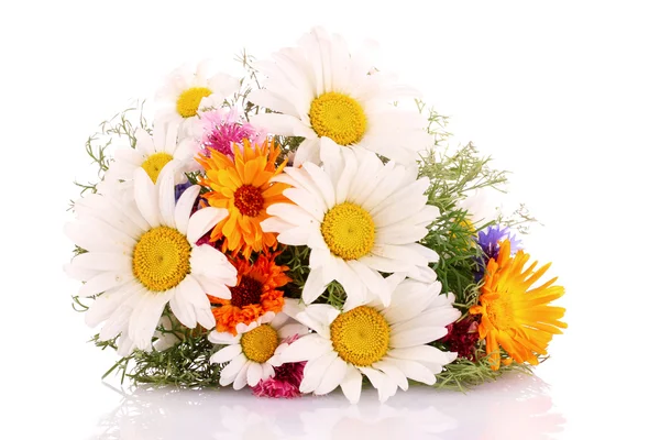 Chamomile Flowers isolated on white — Stock Photo, Image
