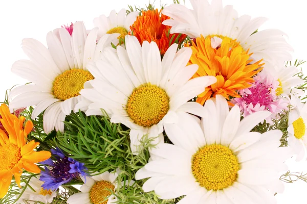 Chamomile Flowers isolated on white — Stock Photo, Image