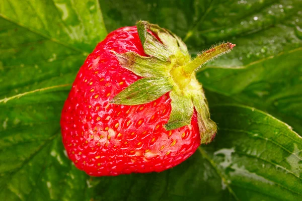 stock image Strawberry closeup on leaves background