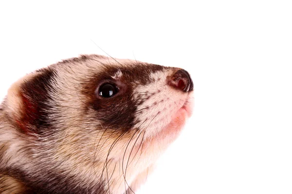 stock image Ferret isolated on white