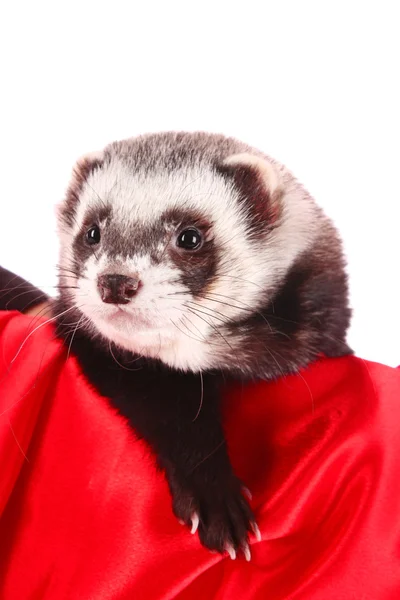 stock image Ferret isolated on white