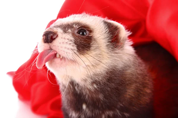 Stock image Ferret isolated on white