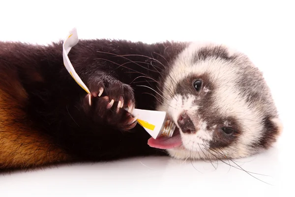 Ferret eating some tube isolated on white — Stock Photo, Image
