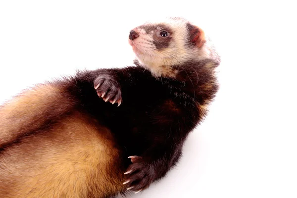 stock image Ferret eating some tube isolated on white