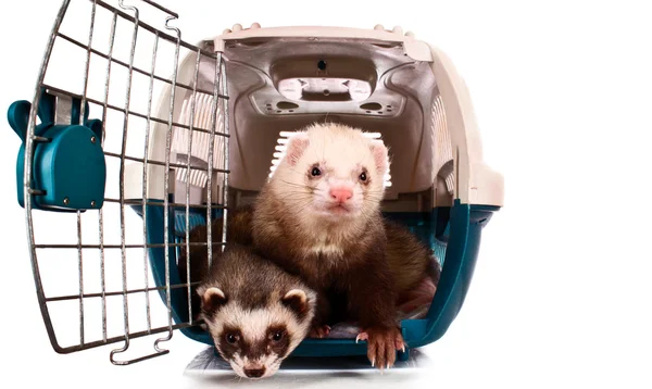 Stock image Two Ferrets in cage isolated on white