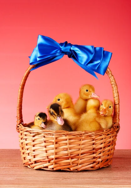 Little yellow fluffy ducklings in basket on red background — Stock Photo, Image