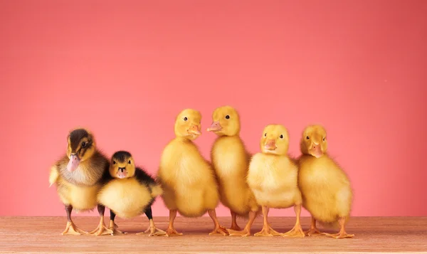 Little yellow fluffy ducklings on red background — Stock Photo, Image