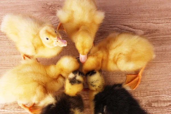 Little yellow fluffy ducklings on wooden background — Stock Photo, Image