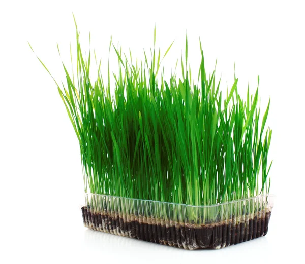 Grünes Gras isoliert auf weißem Grund — Stockfoto