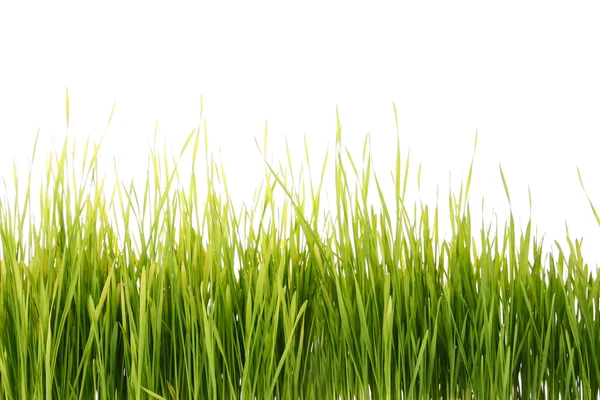 stock image Green grass