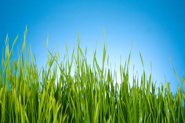 Green grass on blue background — Stock Photo, Image