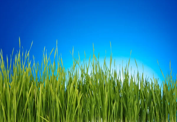 Πράσινο γρασίδι σε μπλε φόντο — Φωτογραφία Αρχείου