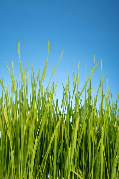 Mavi zemin üzerine yeşil çimen — Stok fotoğraf