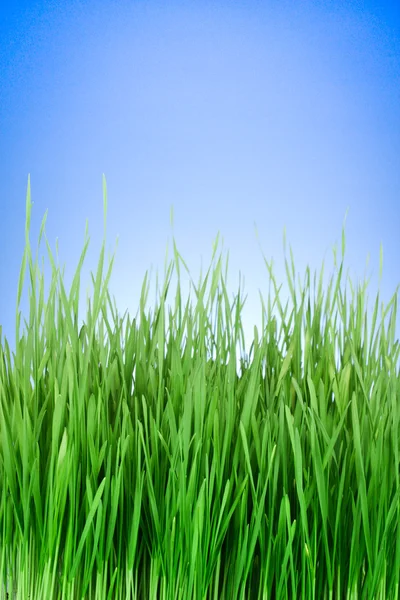 青色の背景に緑の草 — ストック写真