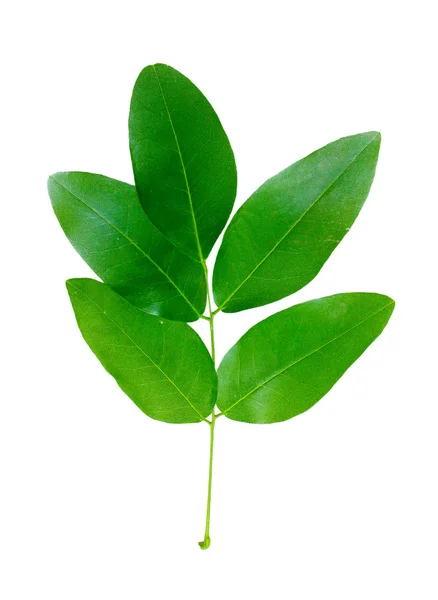 Bellissimo ramoscello verde — Foto Stock