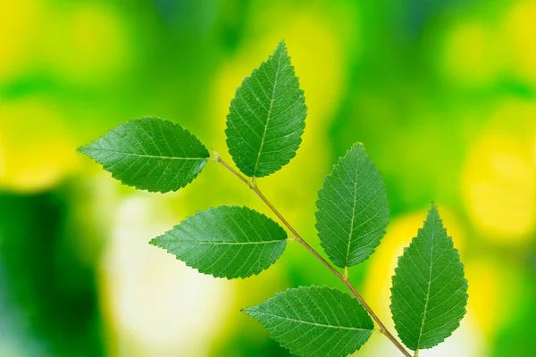 Vacker grön kvist — Stockfoto