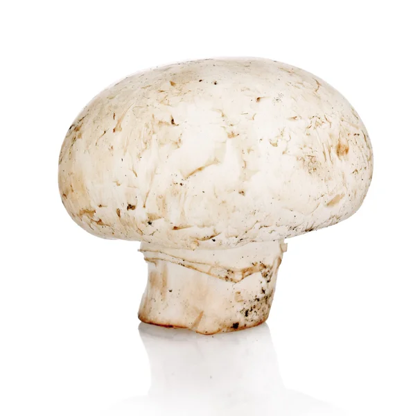 Beyaz izole champignon — Stok fotoğraf
