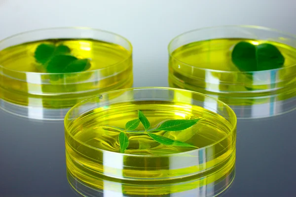Genetically modified plant tested in petri dish — Stock Photo, Image