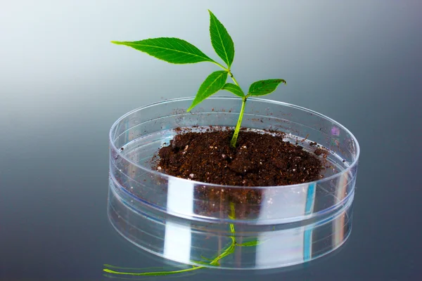 Γενετικά τροποποιημένο φυτό δοκιμαστεί σε τρυβλίο Petri — Φωτογραφία Αρχείου