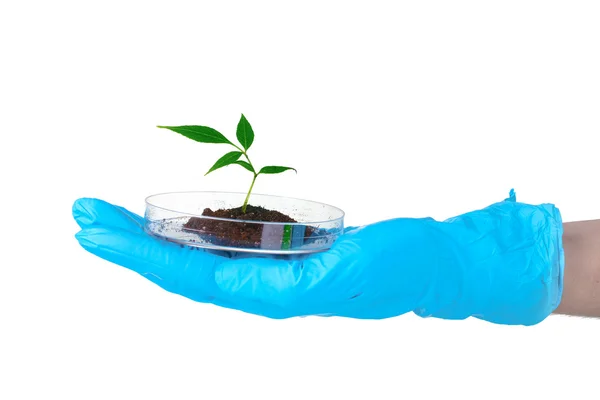 Генетически модифицированное растение проверено в чашке Петри в руке — стоковое фото