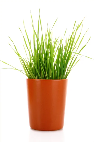 Kubek z trawy na białym tle — Zdjęcie stockowe