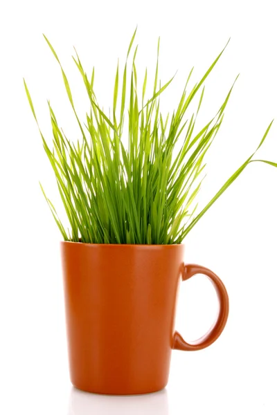 Cup with grass isolated on white — Stock Photo, Image