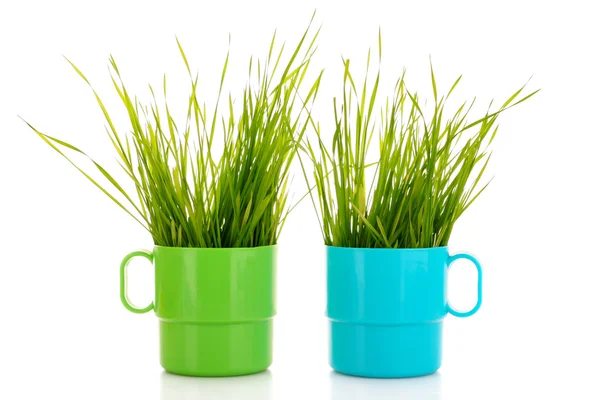 Tasse mit Gras isoliert auf weiß — Stockfoto