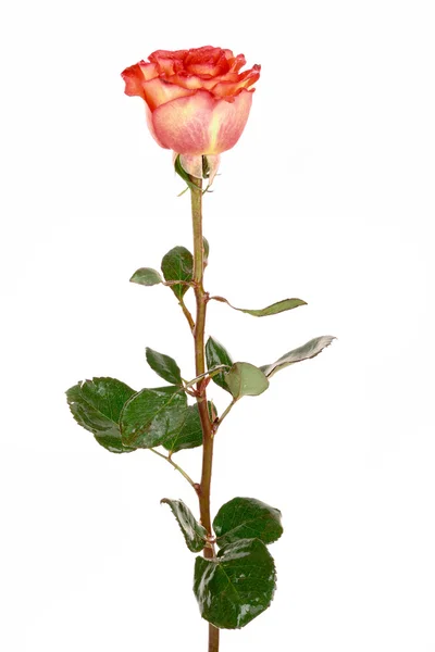 Rose isolated on white — Stock Photo, Image