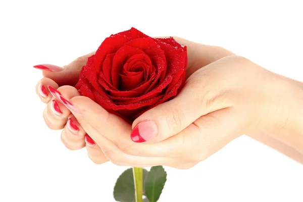 Rose in hand isolated on white — Stock Photo, Image