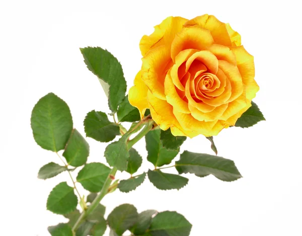 Роза изолированная на белом — стоковое фото