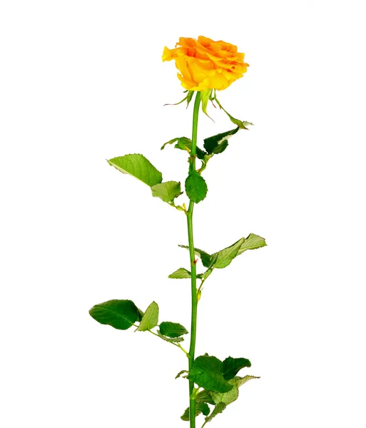 Růže izolovaná na bílém — Stock fotografie