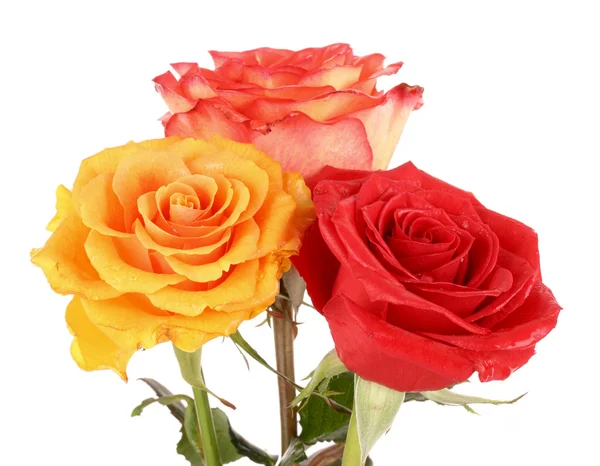 Red and yellow roses isolated on white — Stock Photo, Image
