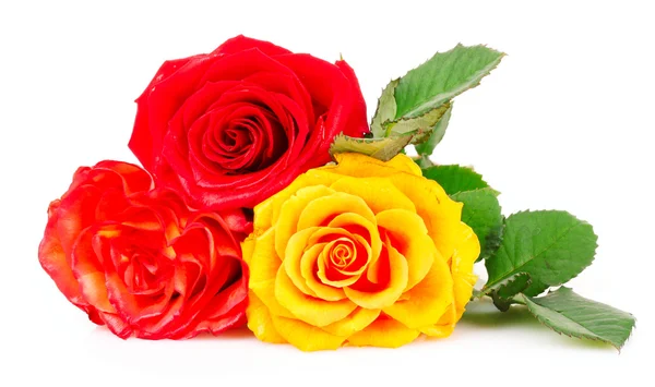Червоні та жовті троянди ізольовані на білому — стокове фото
