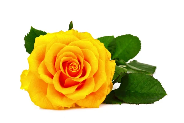 stock image Yellow rose closeup isolated on white