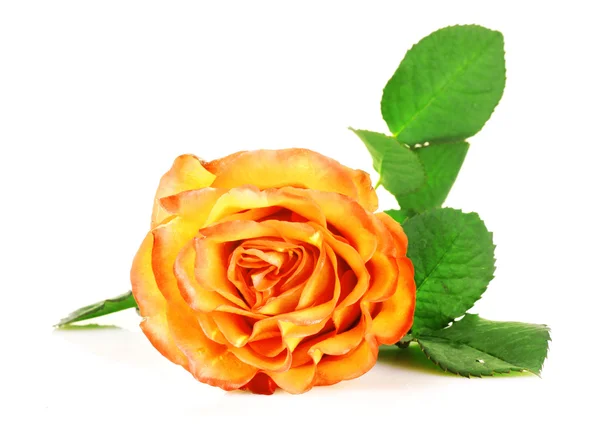 Žlutá růže closeup izolovaných na bílém — Stock fotografie