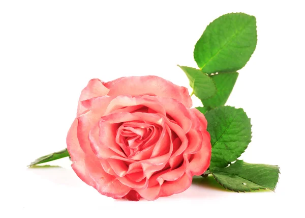 Różowa róża zbliżenie na białym tle — Zdjęcie stockowe