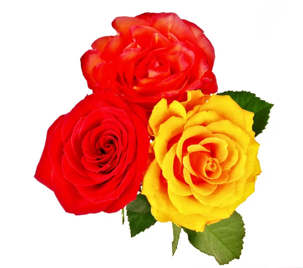 Czerwone i żółte róże na białym tle — Zdjęcie stockowe